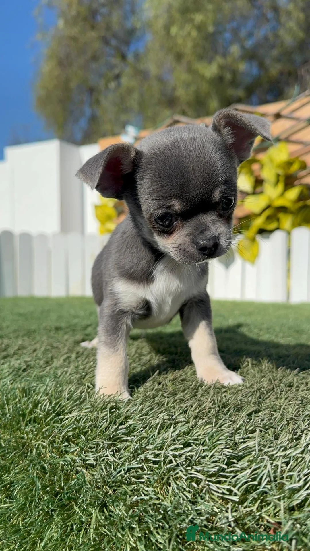 Chihuahua perros en venta: CHIHUAHUA - Anuncio 2