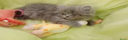 Himalayo gatos en venta: Malayo disponible - Anuncio 9