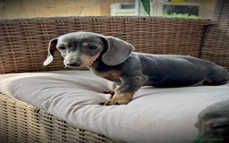 Teckel Miniatura perros en venta: Teckel miniatura  - Imagen 3