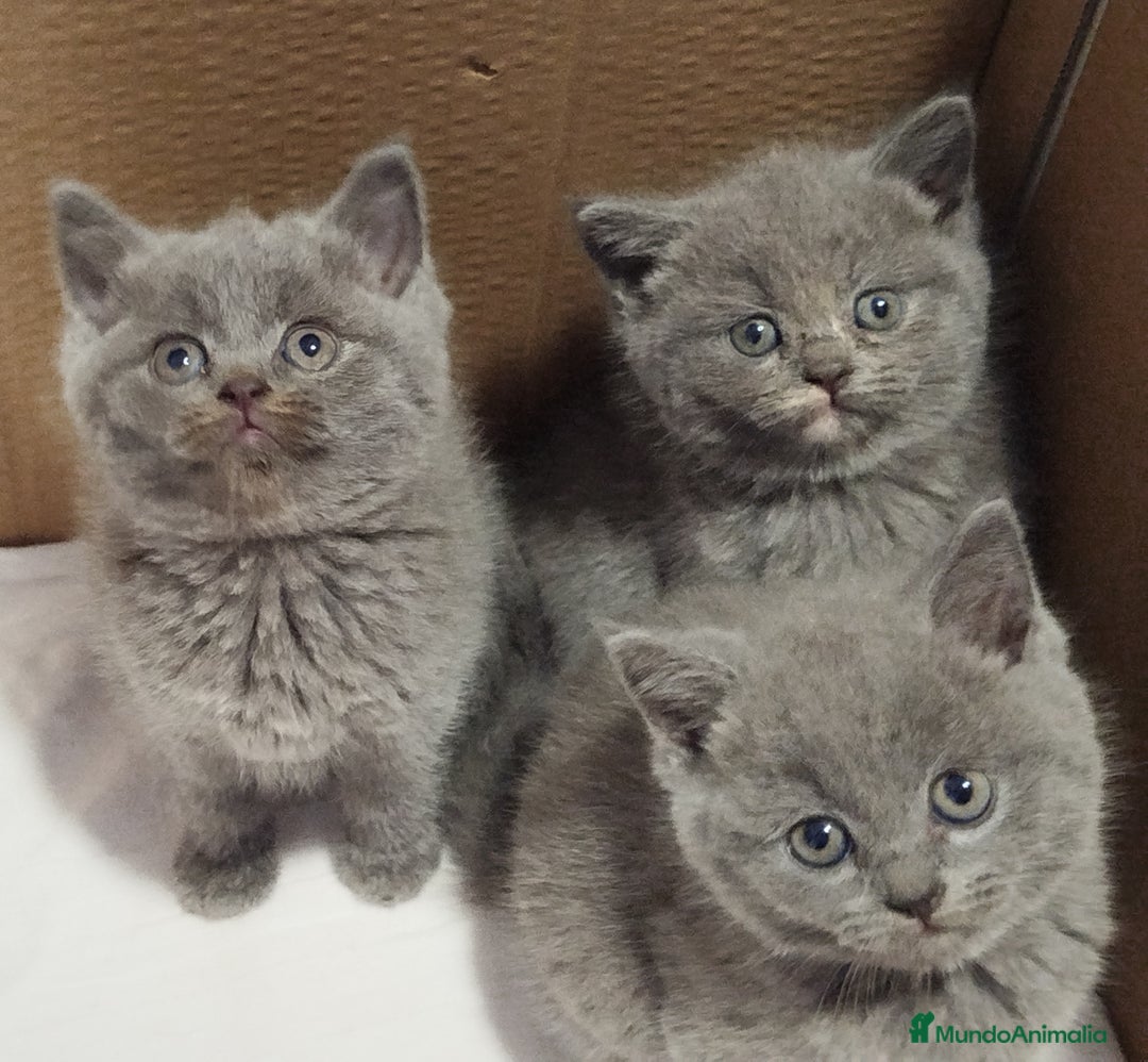 Británico de Pelo Corto gatos en venta: British Shorthair  - Imagen 7