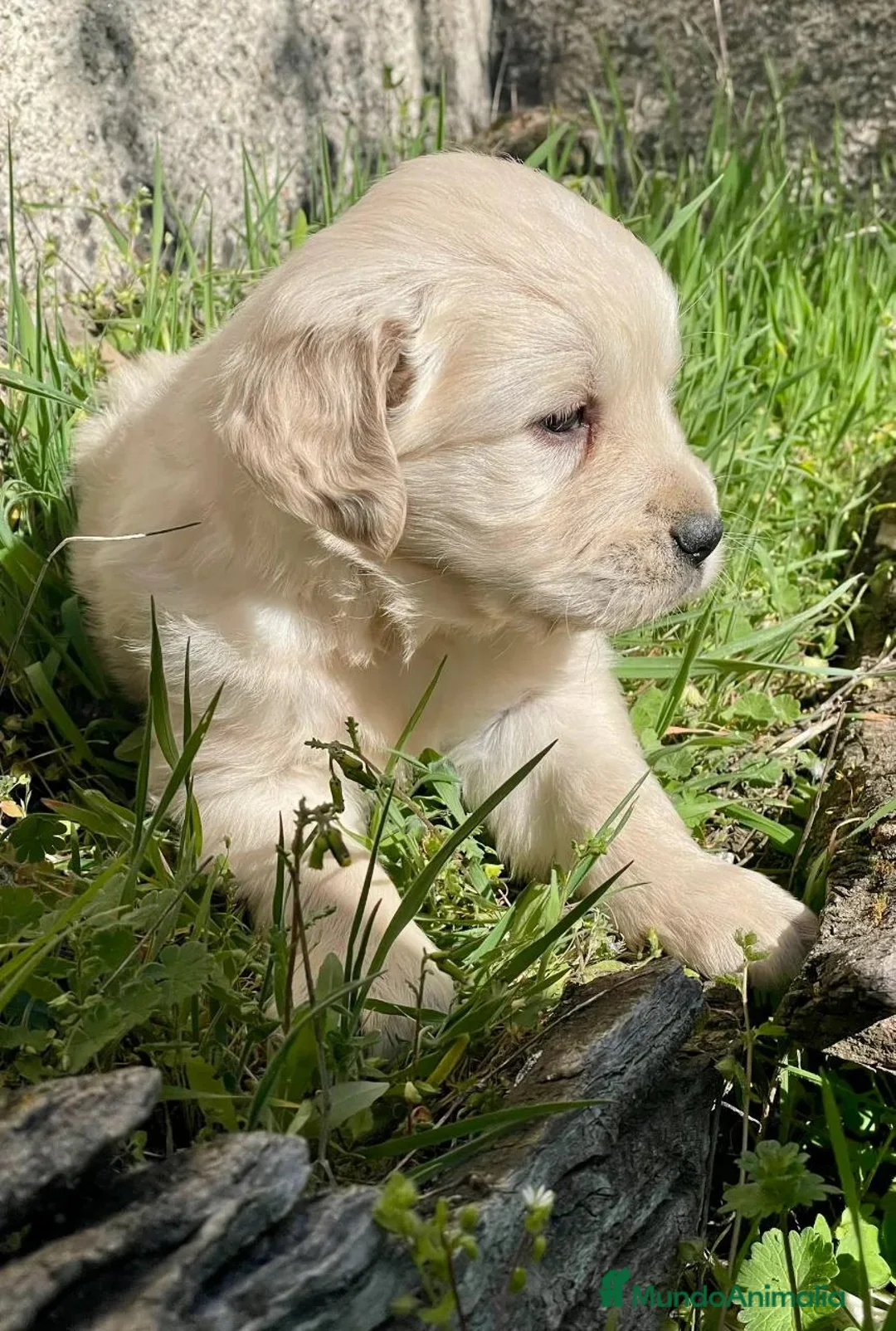 Golden Retriever perros en venta: GOLDEN RETREVIER - Anuncio 2