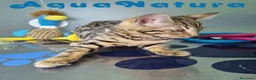 Bengalí gatos en venta: Bengali Hembra 1933 AQUANATURA - Anuncio 4