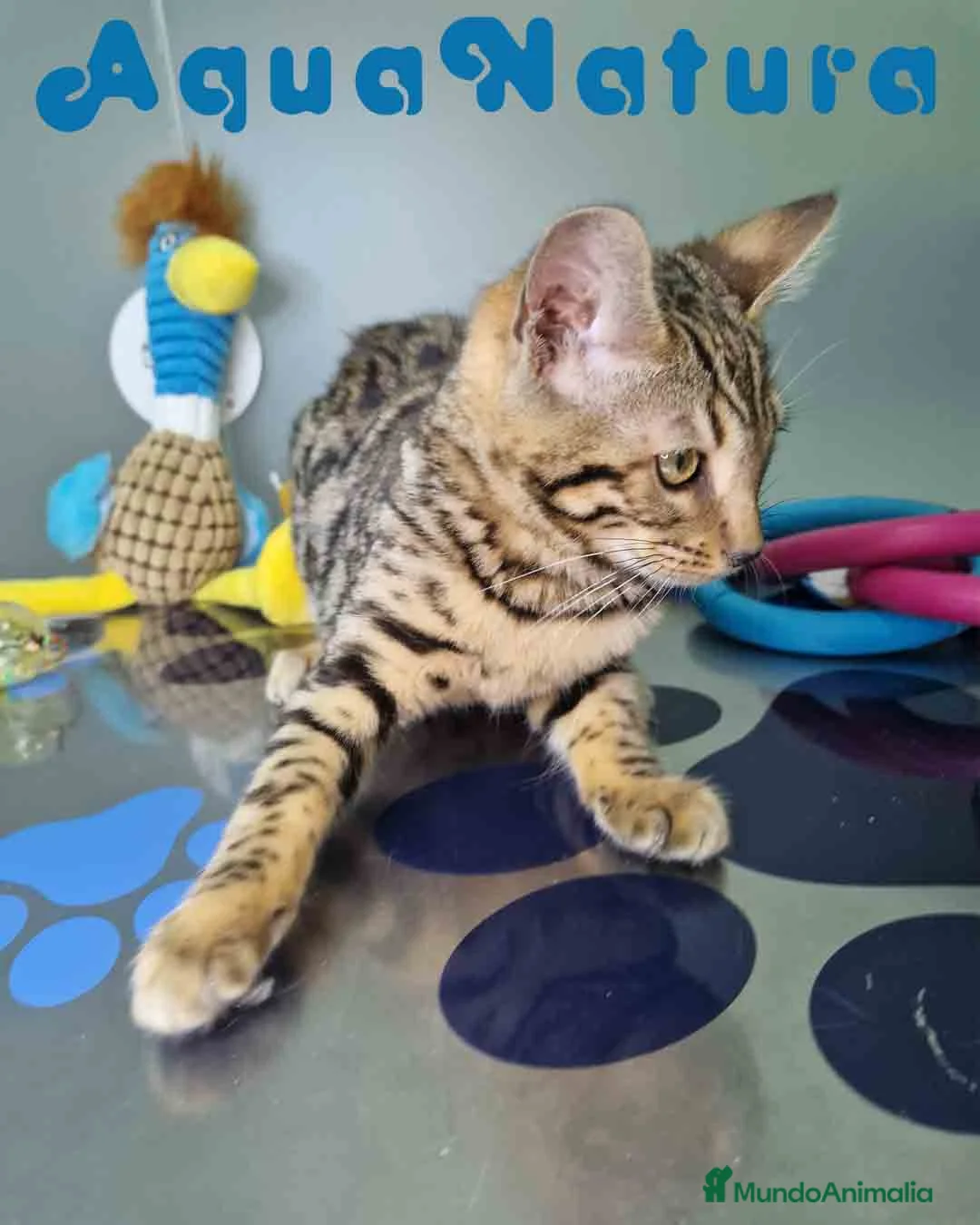 Bengalí gatos en venta: Bengali Hembra 1933 AQUANATURA - Anuncio 4
