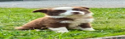 Border Collie perros en venta: Border collie chocolate  - Anuncio 1