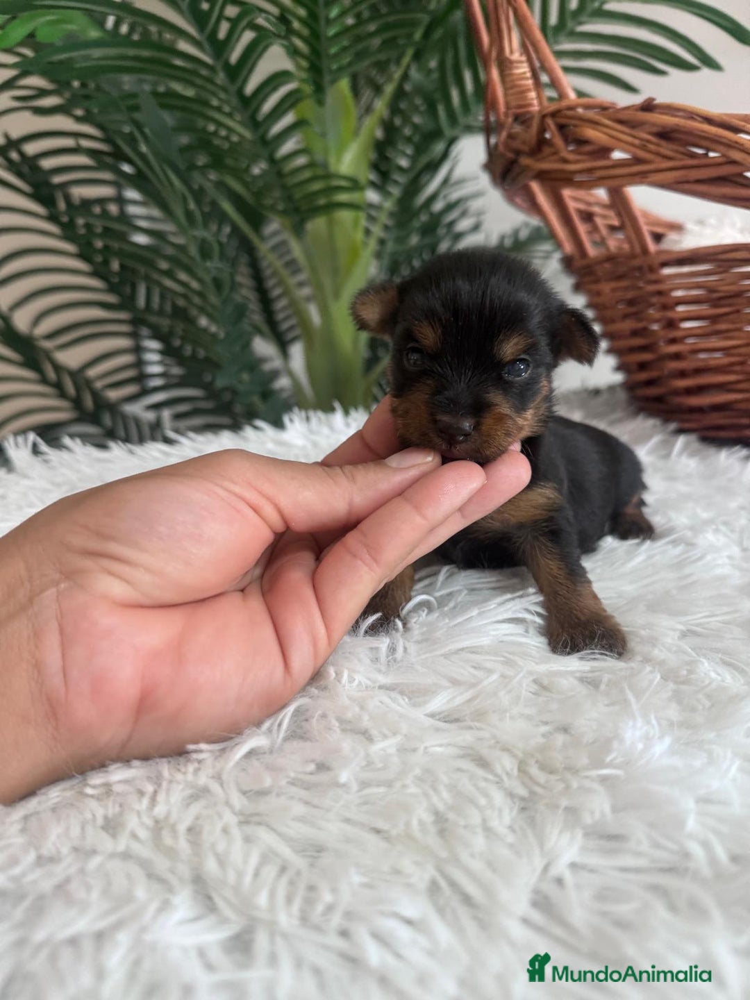 Yorkshire Terrier perros en venta: YORKSHIRE TERRIER - Imagen 17