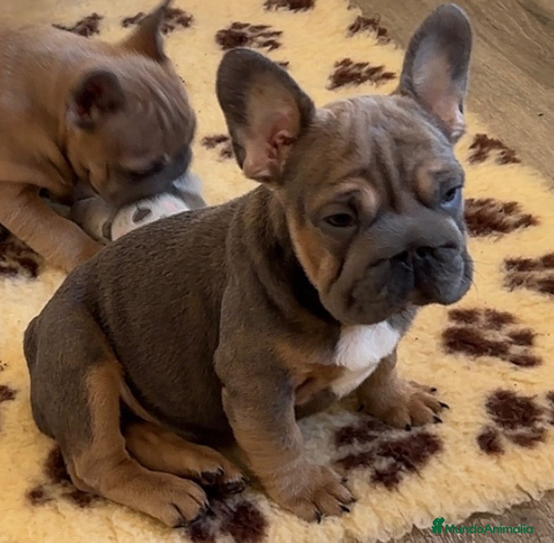 Bulldog Francés perros en venta: Bulldog francés exótico  - Anuncio 2