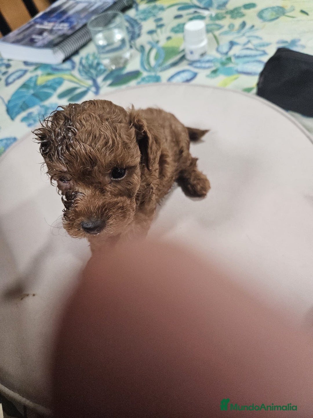 Caniche Toy perros en venta: Cachorrita de Caniche toy roja - Anuncio 3