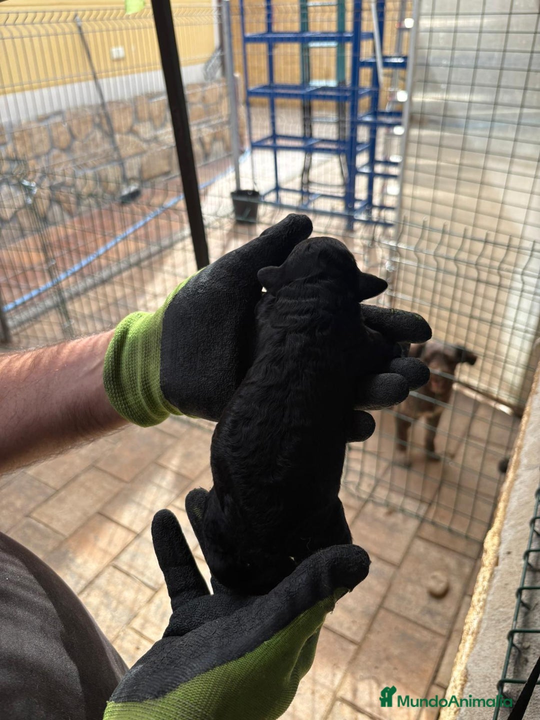 Perro de Agua Español perros en venta: Cachorros perros de agua - Imagen 2