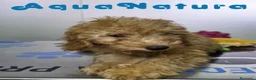 Caniche Enano perros en venta: Caniche Macho de Barbie y Can 4137 - Anuncio 3