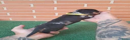 Teckel Miniatura perros en venta: Macho arlequin plata  - Anuncio 2