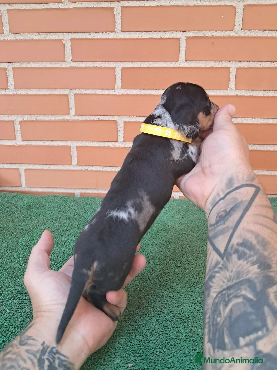 Teckel Miniatura perros en venta: Macho arlequin plata  - Anuncio 2