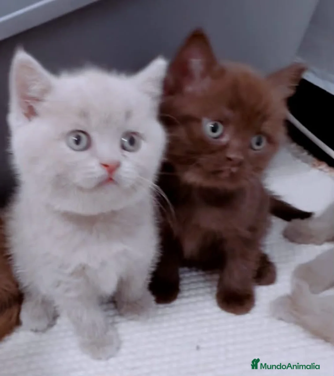 Brasileño de Pelo Corto gatos en venta: British Shorthair y Longhair  - Anuncio 1