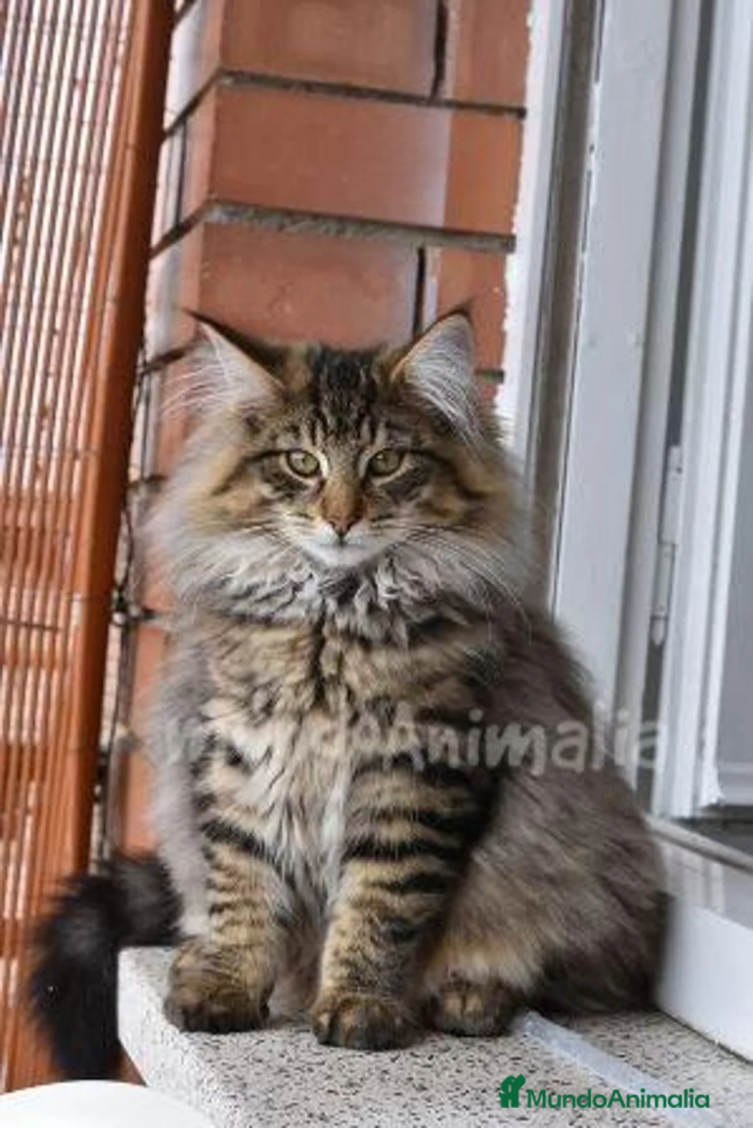 Imagen de galería {{count}}