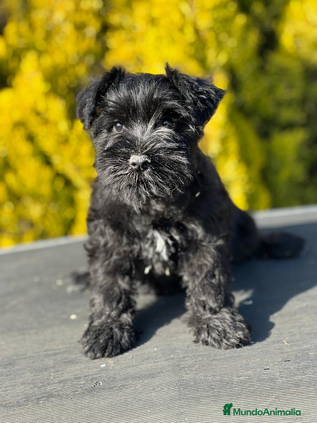 Schnauzer Miniatura perros en venta: SCHNAUZER MINIATURA NEGRO en Barcelona - Imagen 2