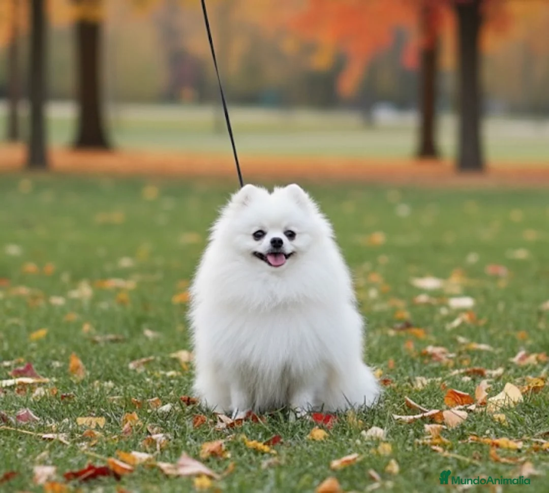 Pomerania perros en venta: Lulú de Pomerania - Anuncio 6