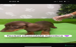 Teckel Miniatura perros en venta: Teckel hembra mini chocolate - Imagen 3