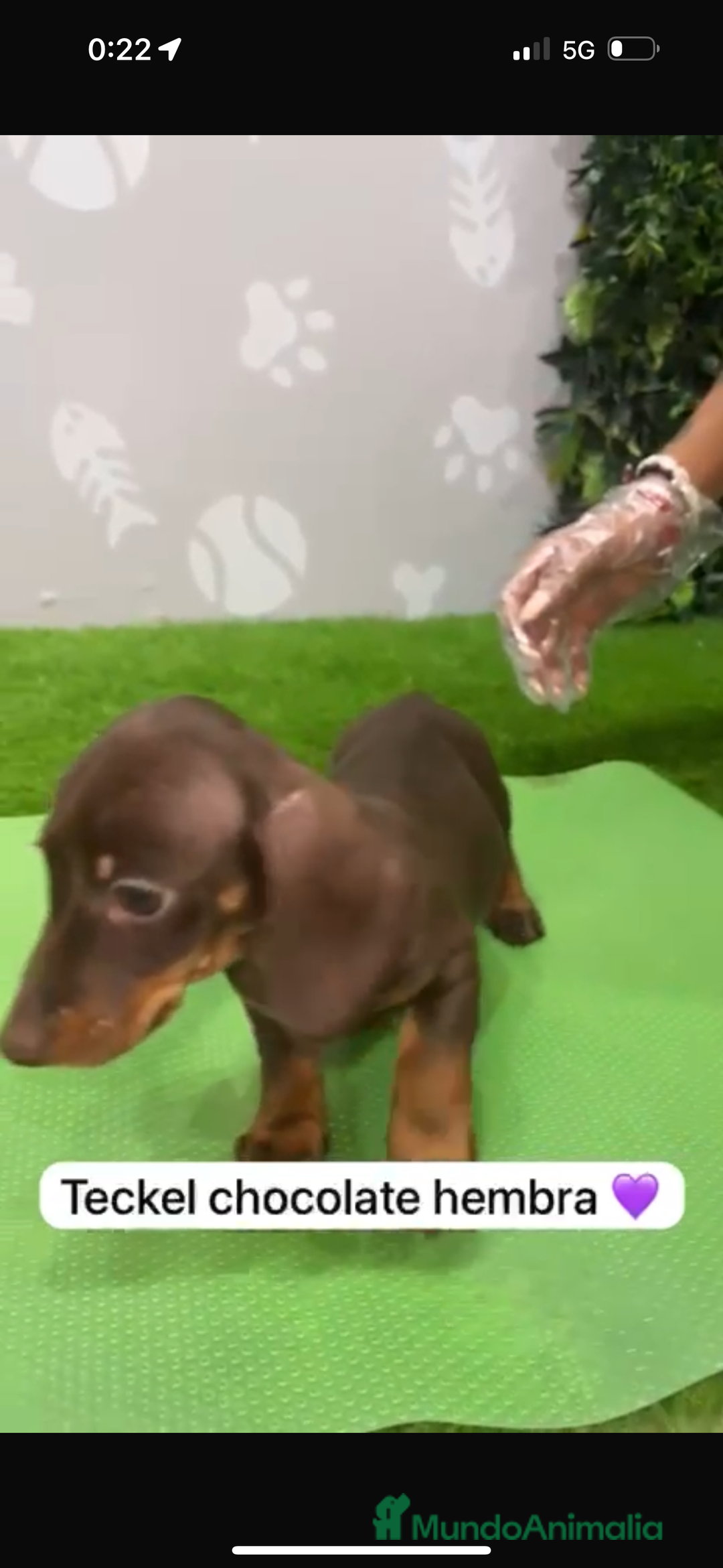 Teckel Miniatura perros en venta: Teckel hembra mini chocolate - Imagen 3