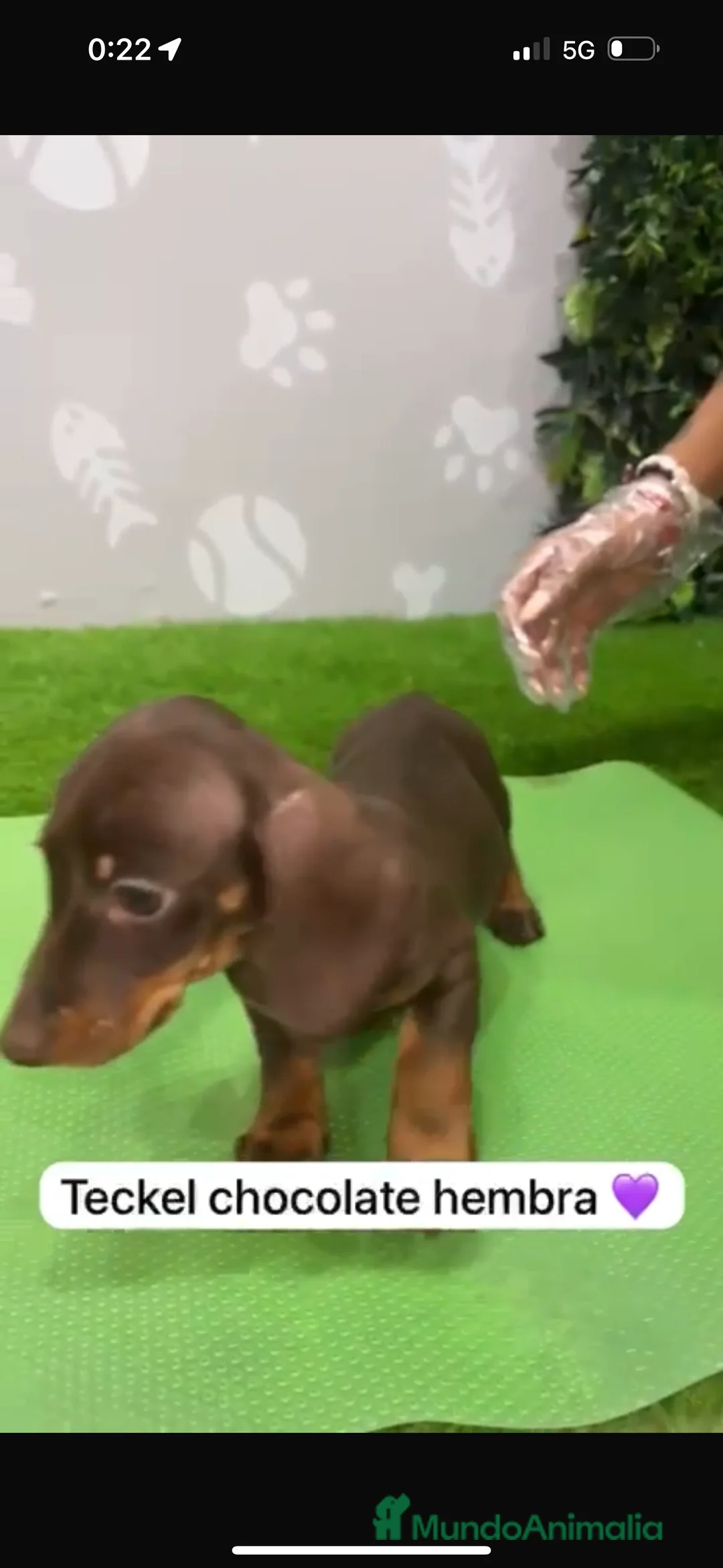 Teckel Miniatura perros en venta: Teckel hembra mini chocolate - Anuncio 3