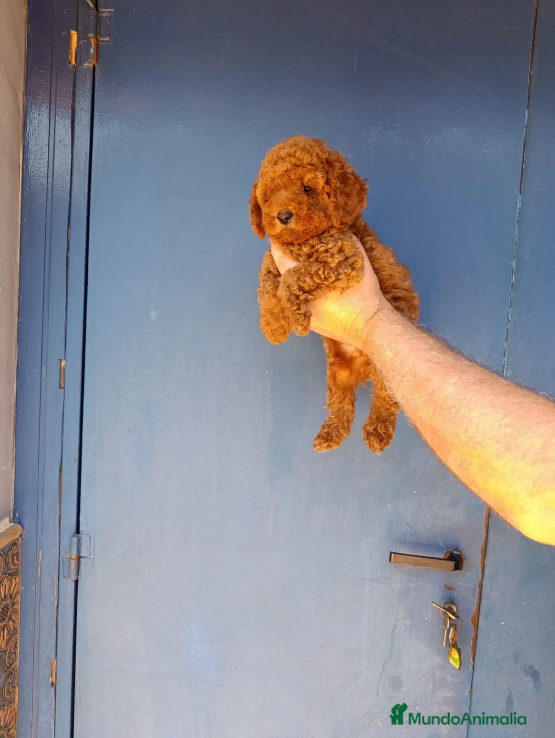 Caniche Toy perros en venta: ‼️‼️CANICHES 50% ASIÁTICOS  - Anuncio 3