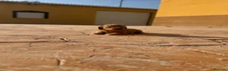 Caniche Toy perros en venta: Caniche toy - Anuncio 9