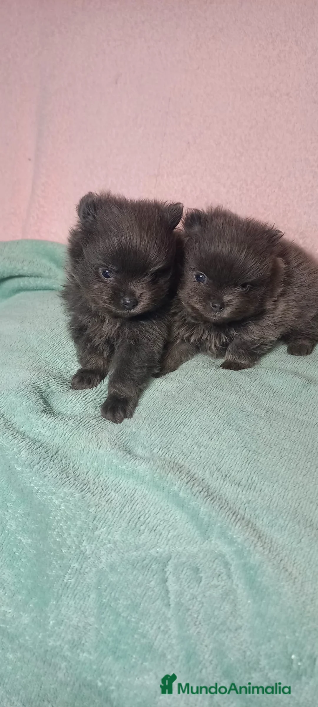 Pomerania perros en venta: Pomera en el macho azul sólido - Anuncio 3