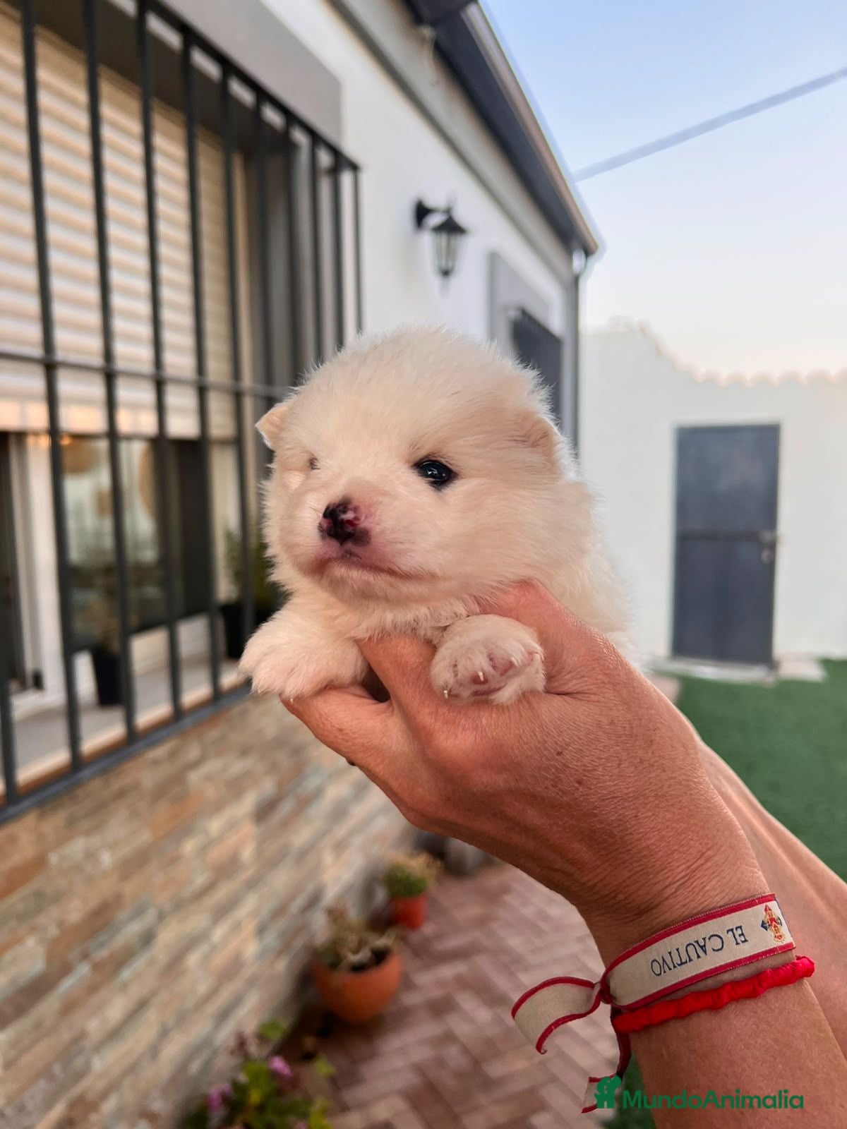Pomerania perros pomerania toy  - Anuncio 1