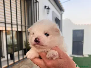 Pomerania perros pomerania toy - Anuncio 1