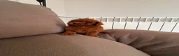 Caniche Toy perros en venta: 🐩 CANICHE TOY ROJO PIMENTÓN — 2 MESES 🤎  ✨  en Madrid - Anuncio 14