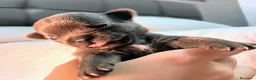 Chihuahua perros en venta: Chihuahua precio real - Anuncio 9