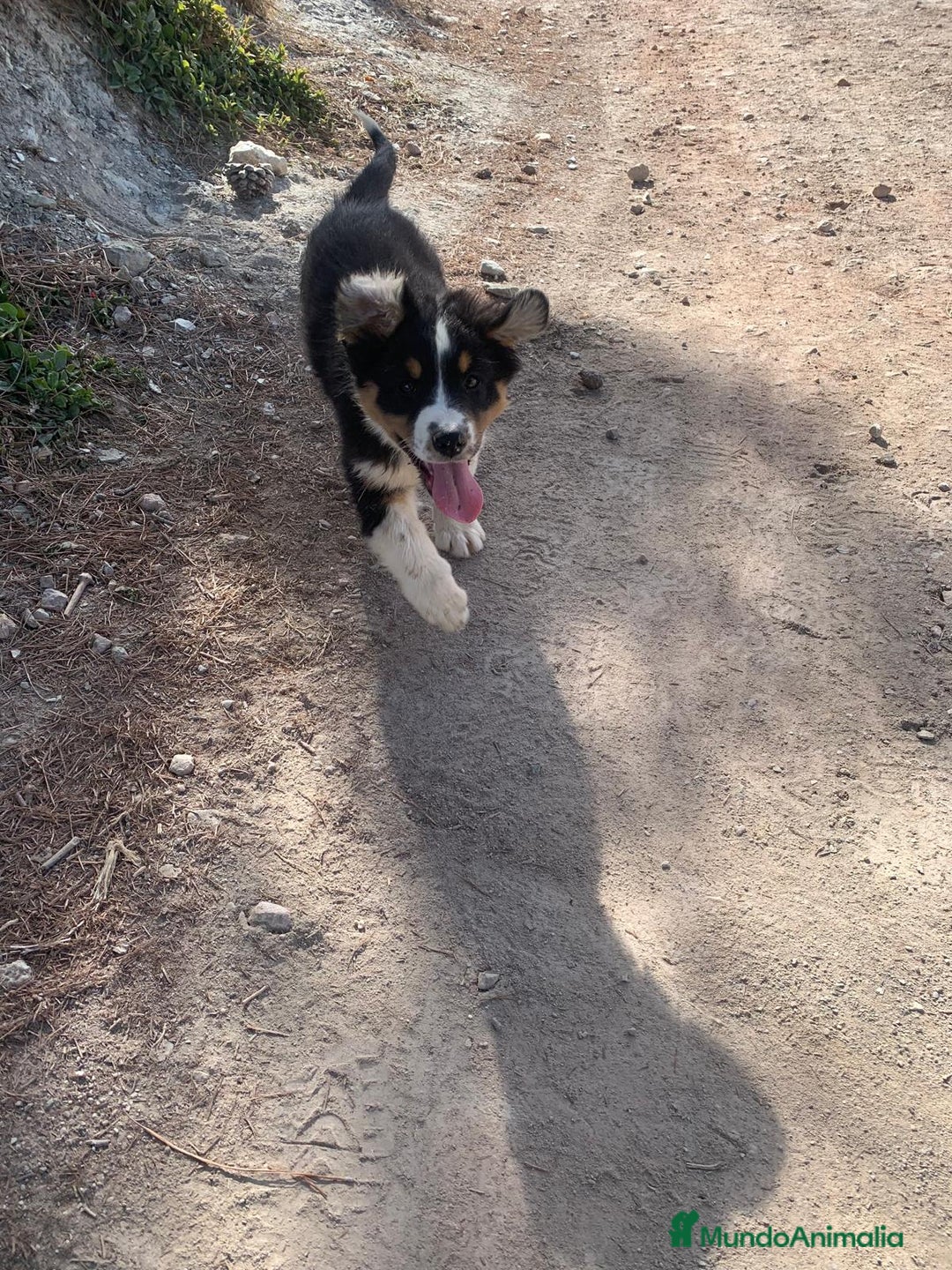 Pastor Australiano perros en venta: PASTOR AUSTRALIANO - Anuncio 4