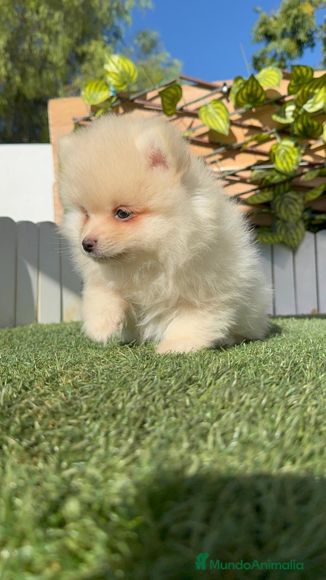 Pomerania perros en venta: POMERANIA MACHO - Imagen 16