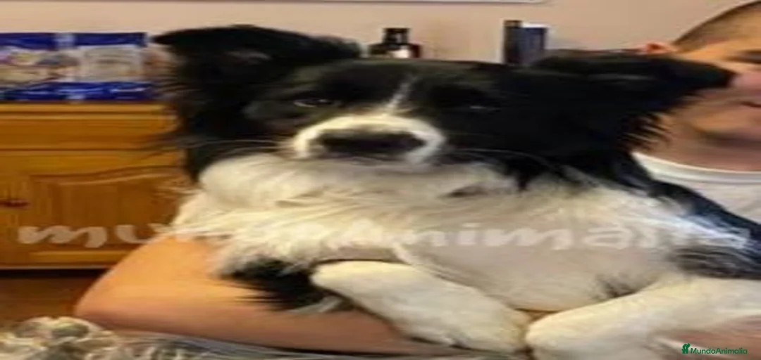 Imagen de galería {{count}}