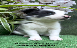 Border Collie perros en venta: BORDER COLLIE hembras Blue Merle - Imagen 23