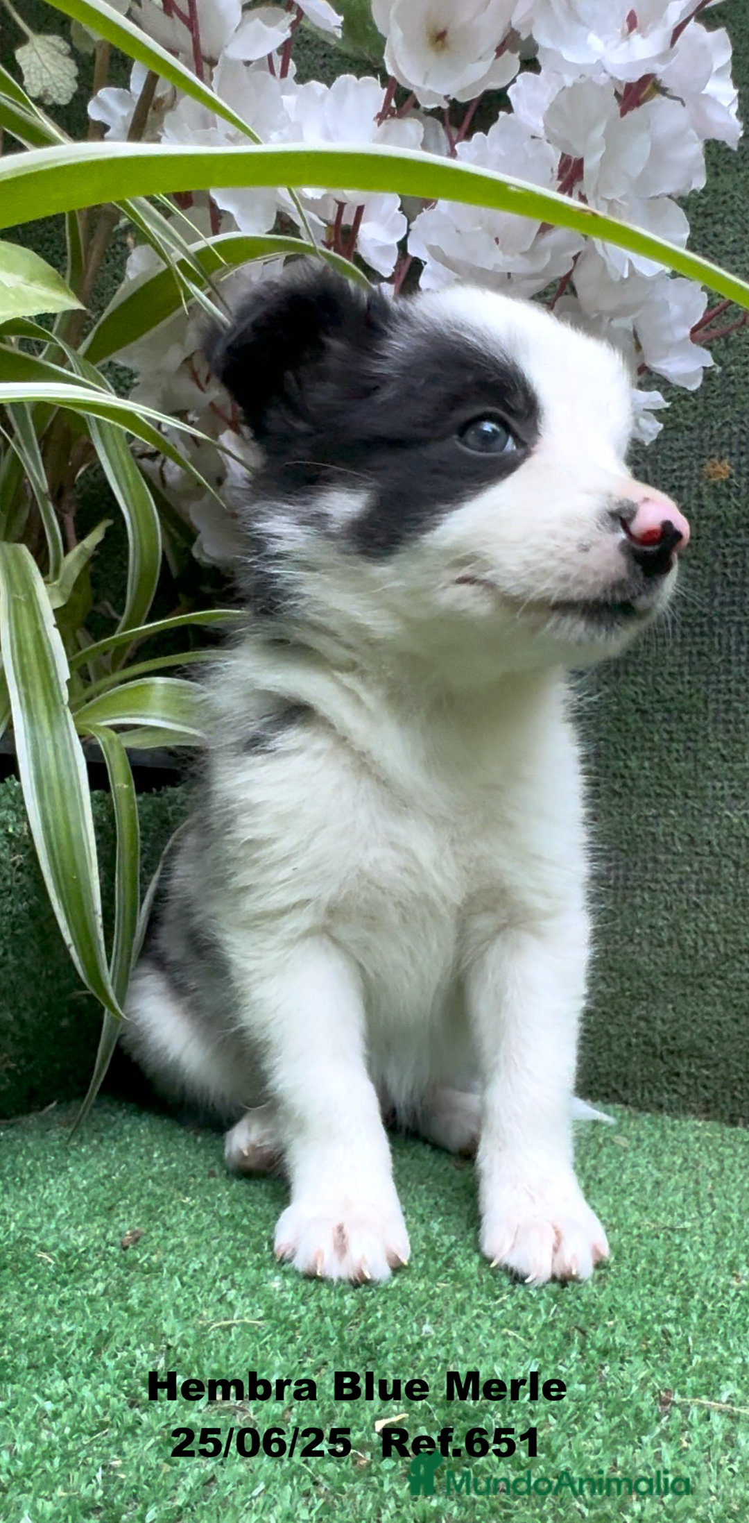 Border Collie perros en venta: BORDER COLLIE hembras Blue Merle - Imagen 23