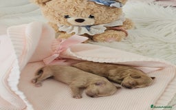 Maltipoo perros en venta: MALTIPOO ASIÁTICO MINIATURA  - Imagen 1