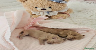 Maltipoo perros - Anuncio 12