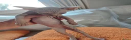 Sphynx gatos en venta: SPHYNX HEMBRAS TACTO GOMA - Anuncio 10