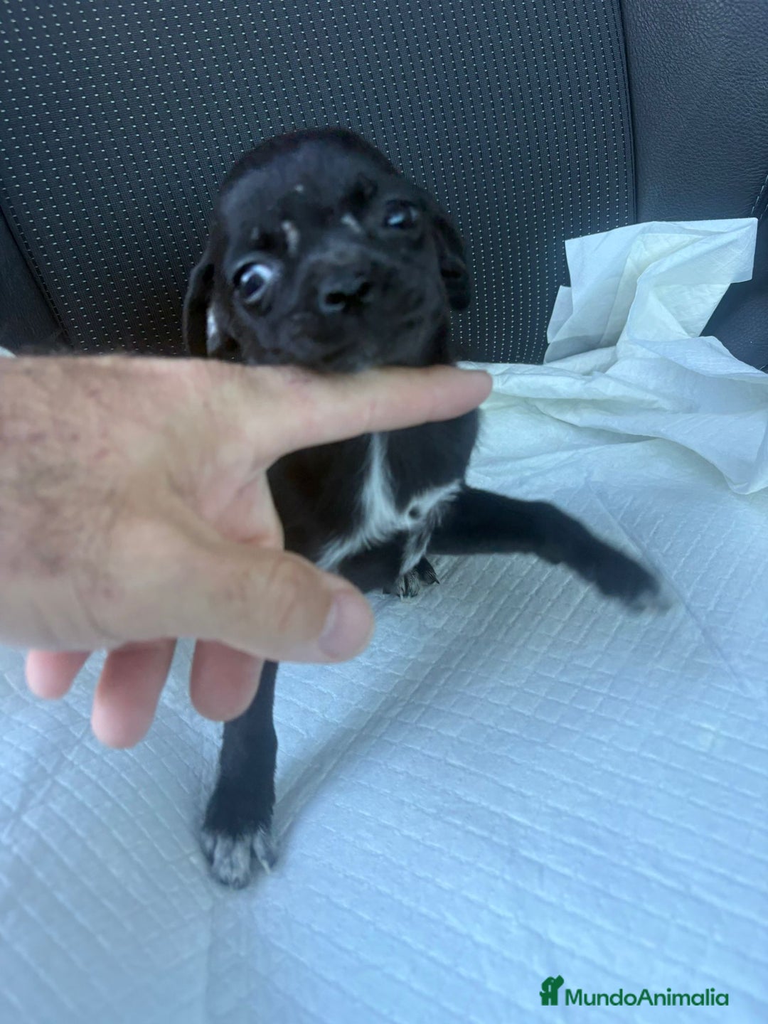 Chihuahua perros en venta: Chihuahua toy  - Anuncio 7