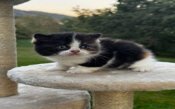 Británico de Pelo Corto gatos en venta: British Shorthair - Anuncio 2