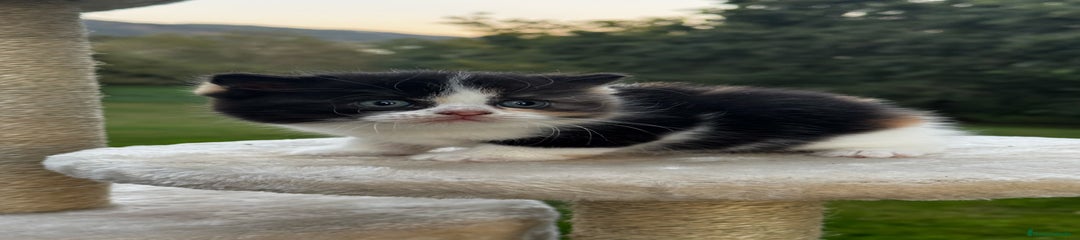 Británico de Pelo Corto Gatito 1