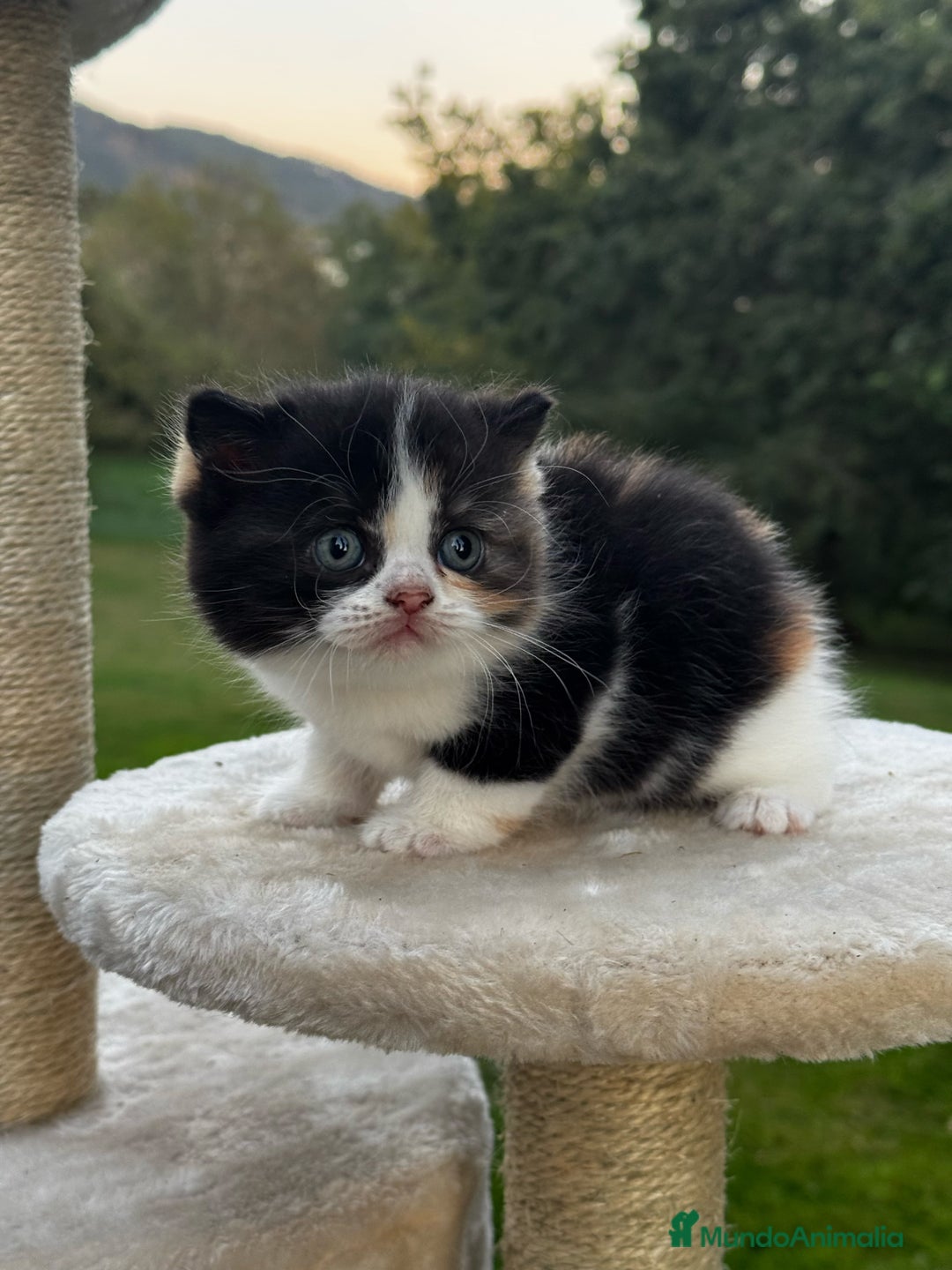 Británico de Pelo Corto gatos en venta: British Shorthair - Anuncio 2