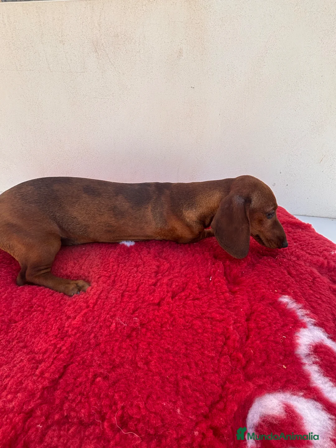 Teckel Miniatura perros en venta: CACHORROS DE TECKEL MINI ARLEQUÍN ROJO - Anuncio 18