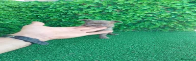 Chihuahua 2