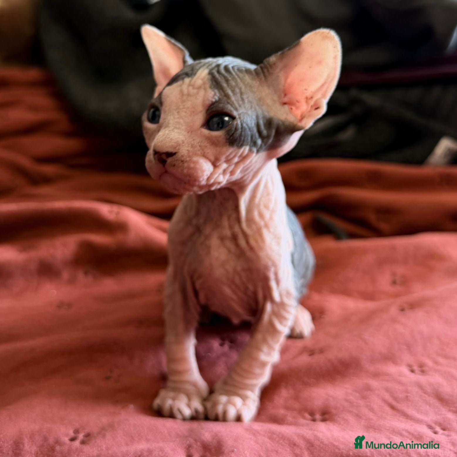 Sphynx gatos Sphynx Bicolor  - Anuncio 2