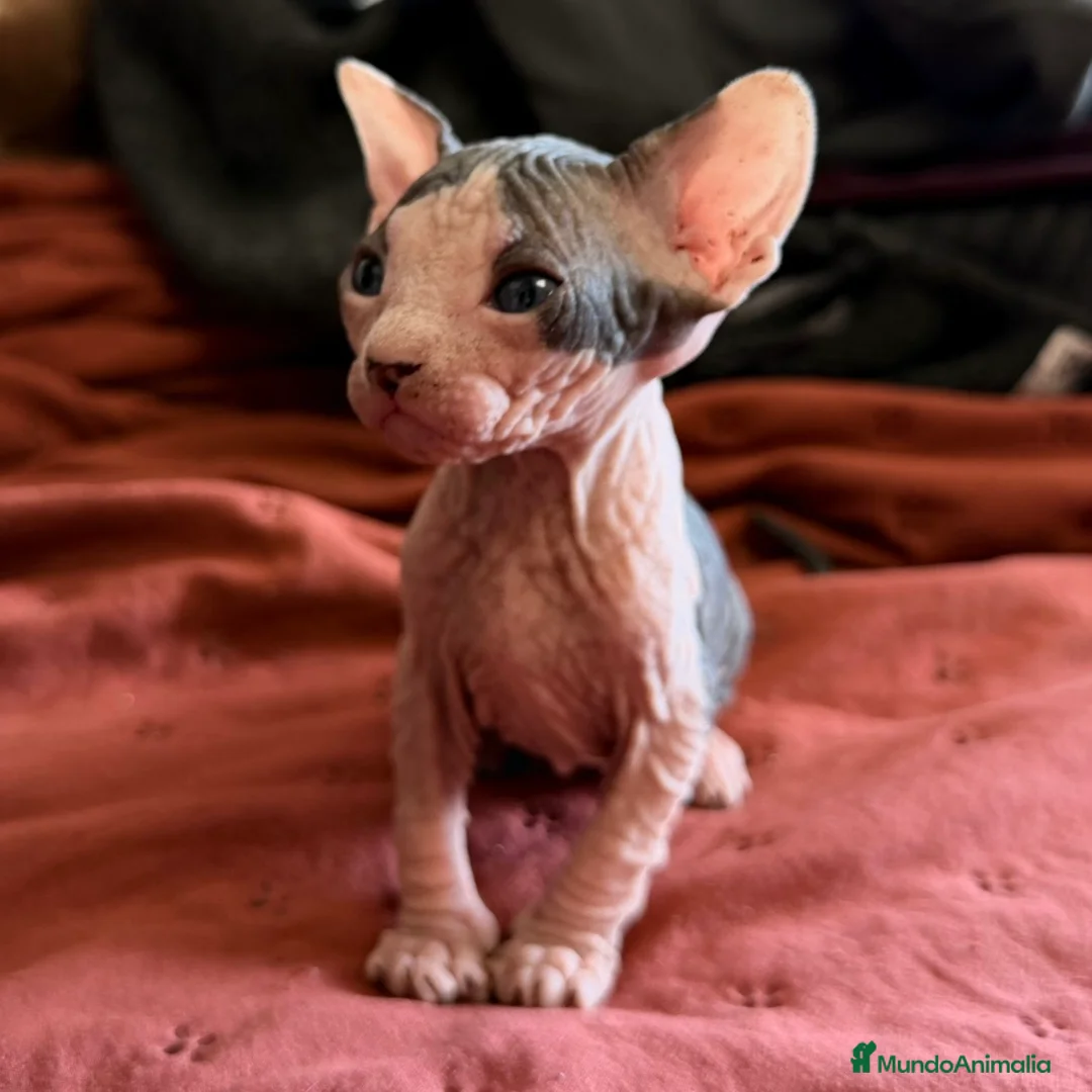 Sphynx gatos en venta: Sphynx Bicolor  - Anuncio 1