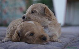 Maltipoo perros en venta: 🐾 Kepi y Harry – Maltipoo en sus primeros días ☁️ - Imagen 9