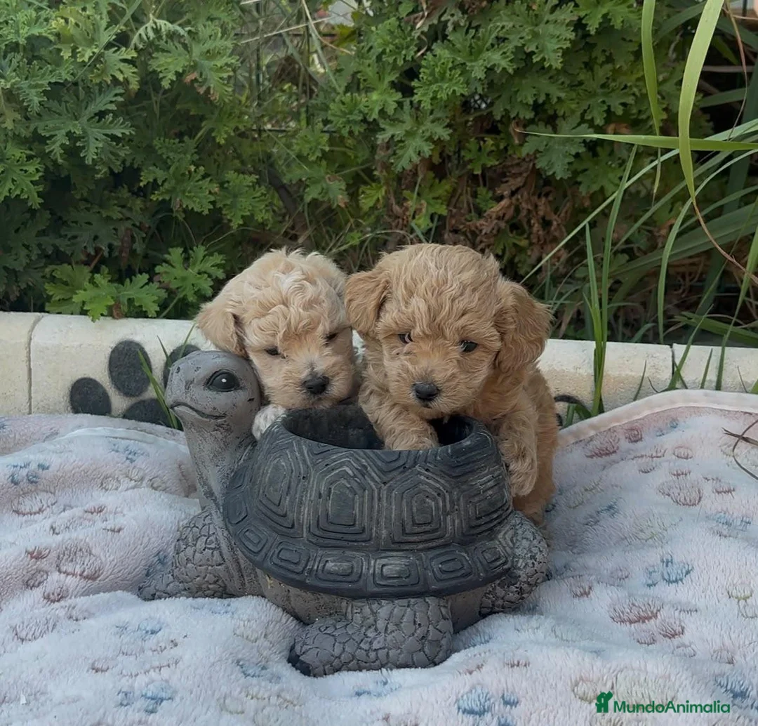 Maltipoo perros en venta: Maltipoo macho  - Anuncio 4