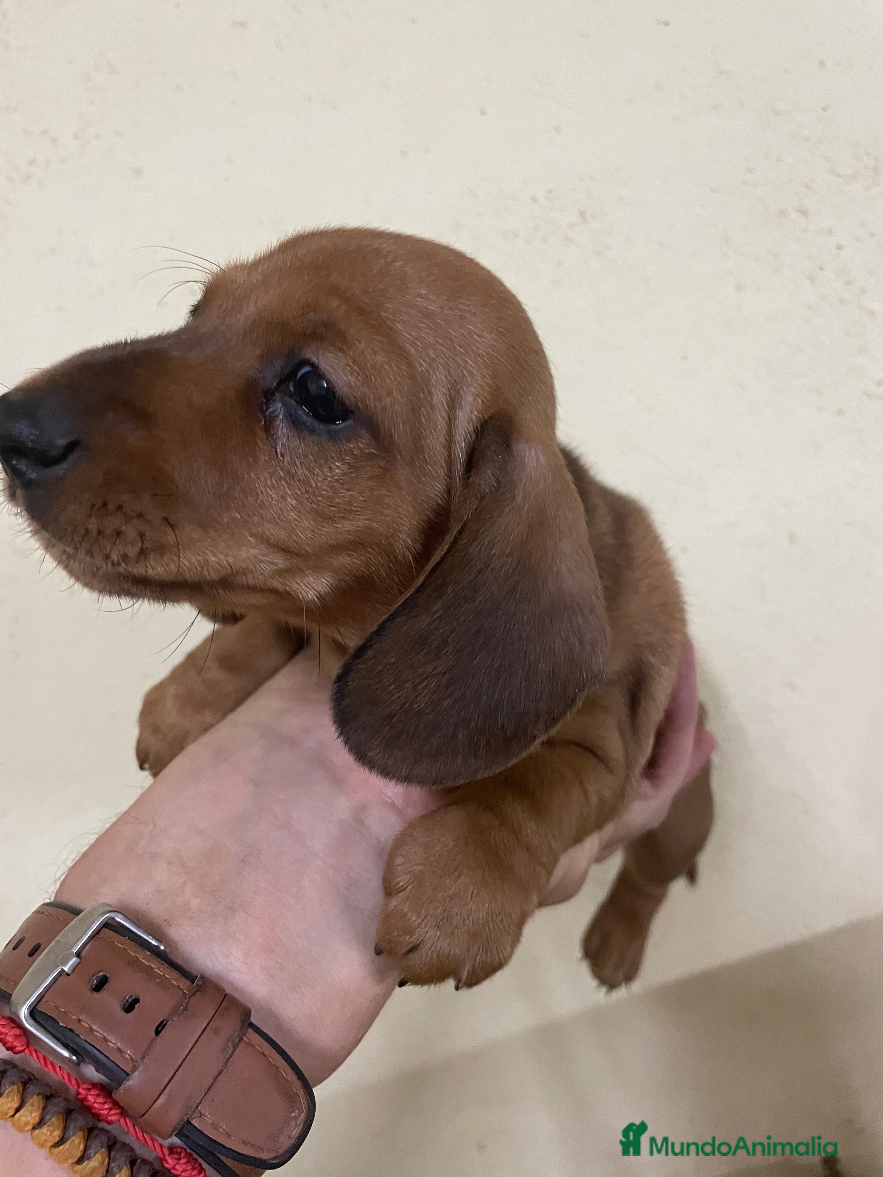 Teckel perros Teckel kaninchen  - Anuncio 4