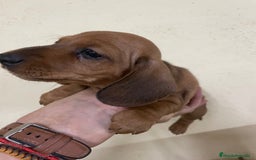 Teckel perros en venta: Teckel kaninchen  - Imagen 1