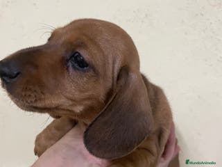 Teckel perros Teckel kaninchen - Anuncio 11